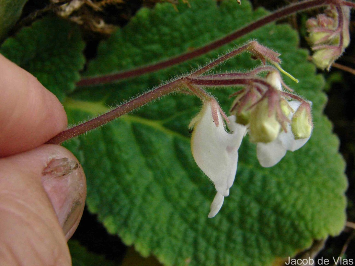 Henckelia humboldtiana (Gardner) A.Weber & B.L.Burtt